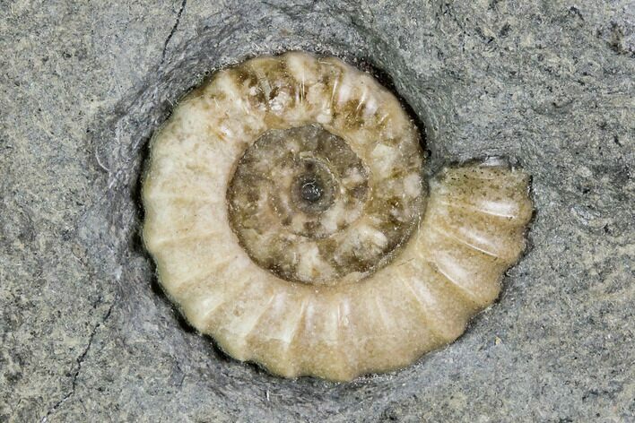 Fossil Ammonite (Promicroceras) - Lyme Regis #110720